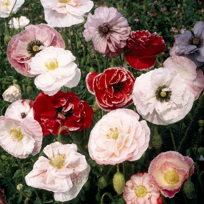 Papaver rhoeas Dawn Chorus Mix em sementes (Floração)