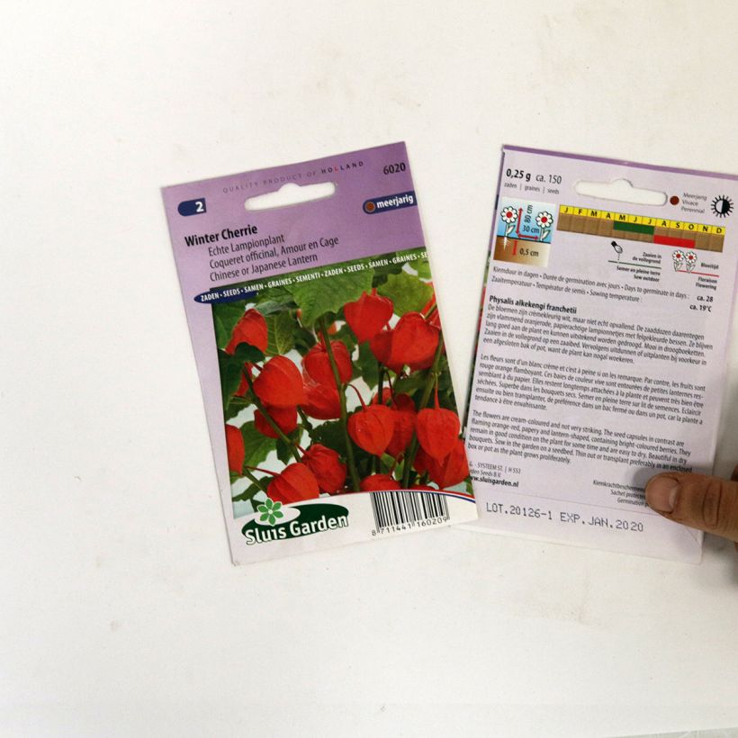 Exemplo de amostra de Graines de Coqueret officinal Winter Cherry - Amour en cage die Tüte mit 150 Samen tal como entregue