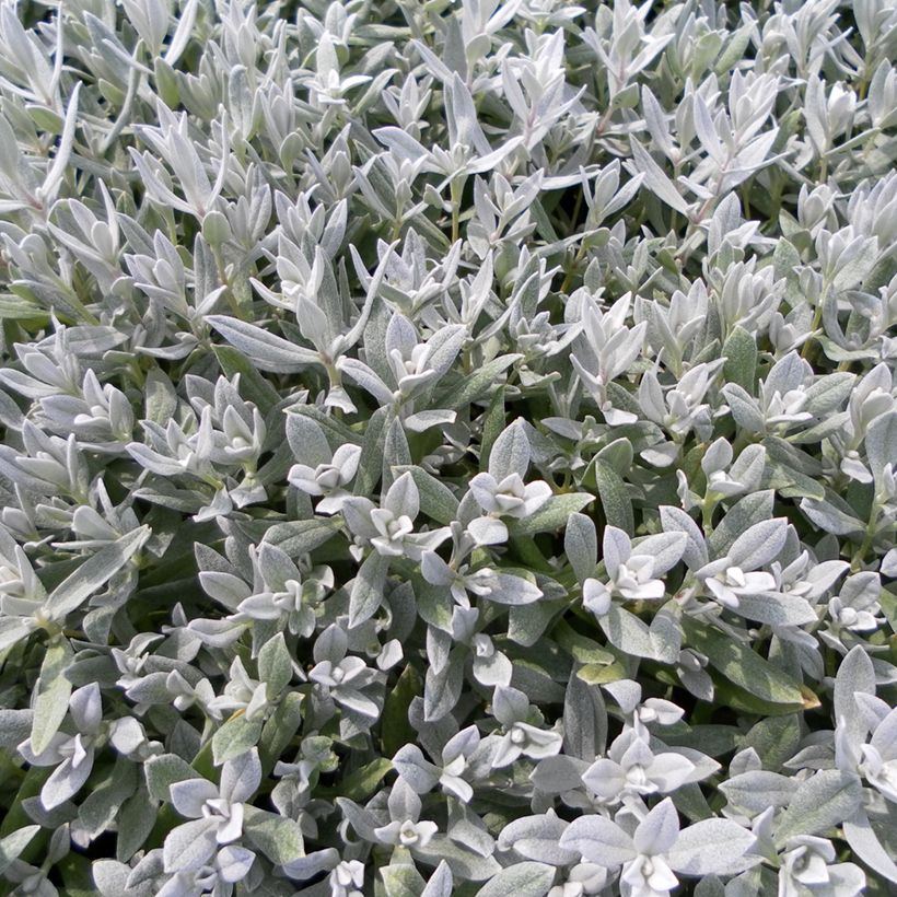 Cerastium biebersteinii em sementes (Folhagem)