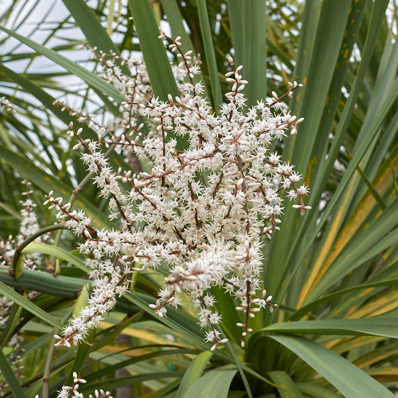 Cordyline australis em sementes (Floração)