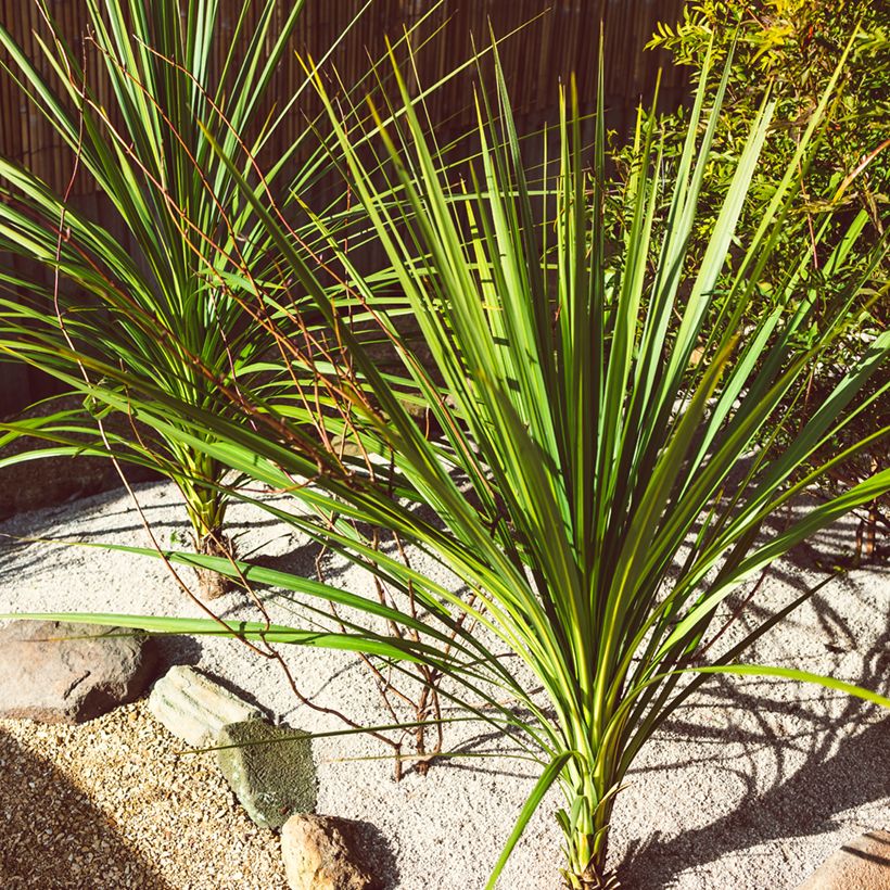 Cordyline australis em sementes (Hábito)