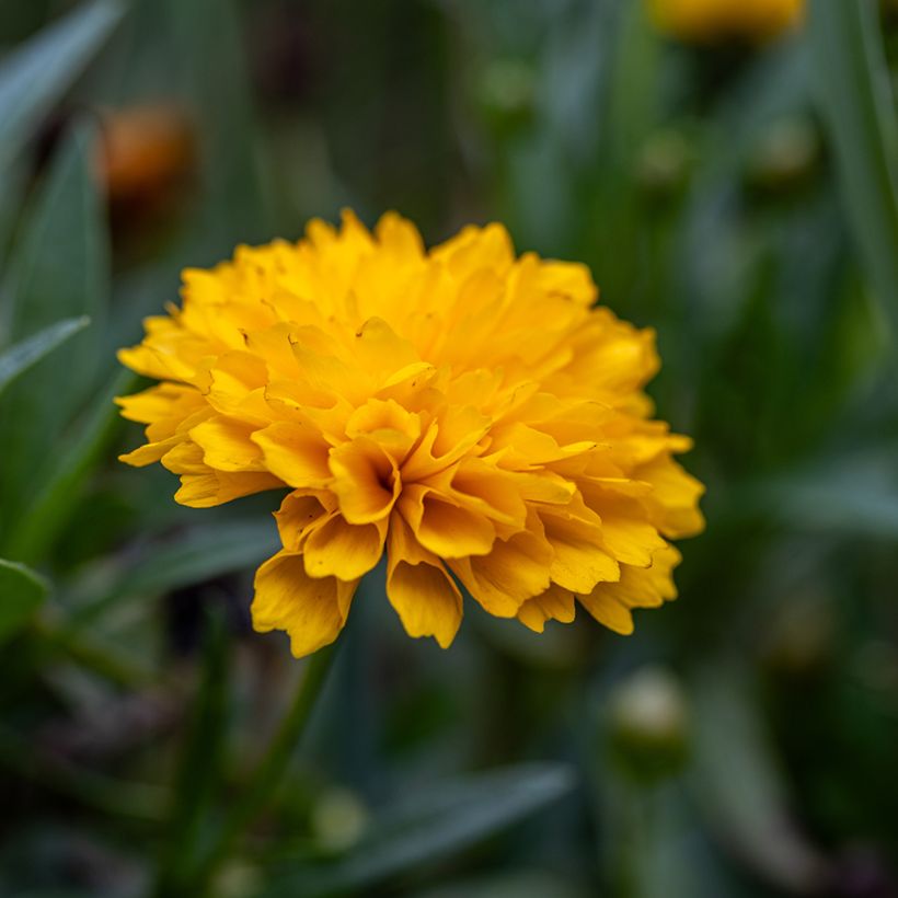 Coreópsis grandiflora Early Sunrise em sementes (Floração)