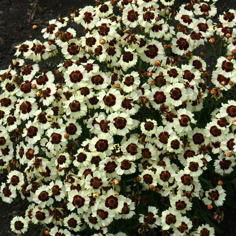 Coreópsis tinctoria Corusco Cream (Hábito)
