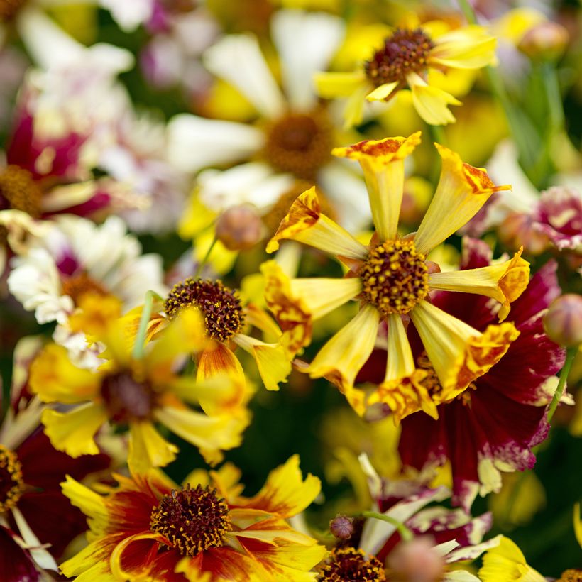 Coreopsis × tinctoria Incredible Sea Shells Mix em sementes (Floração)
