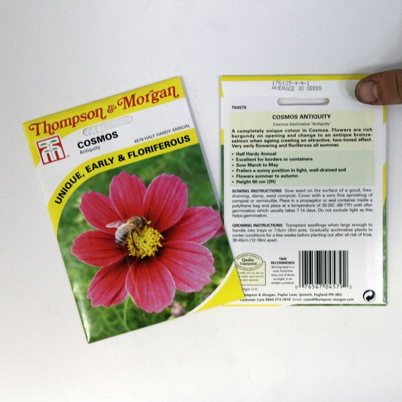 Exemplo de amostra de Graines de Cosmos Antiquity - Cosmos bipinnatus per pack of 30 seeds tal como entregue