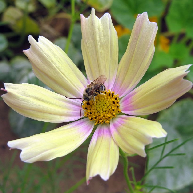 Cosmea Apricot Lemonade em sementes (Floração)