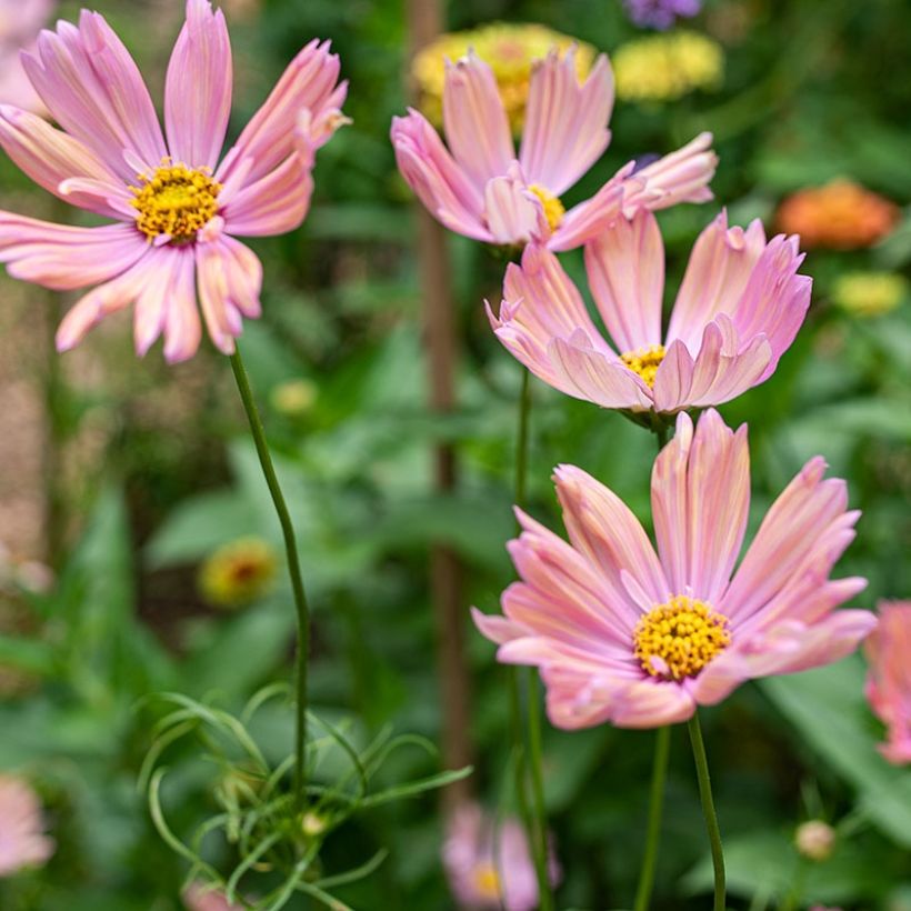 Cosmea Apricotta em sementes (Floração)