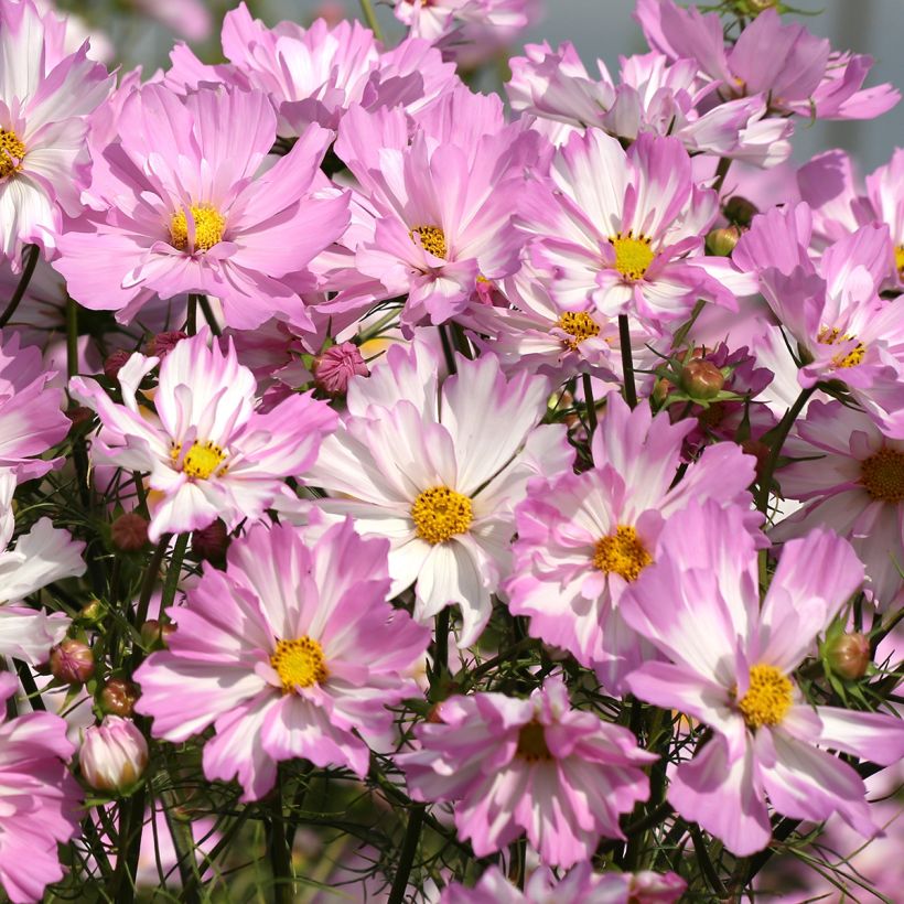 Cosmea Colletta Pink (Floração)