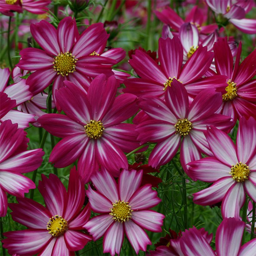 Cosmea Cosimo Red White em sementes (Floração)