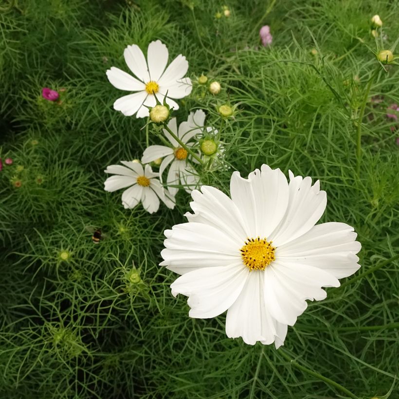 Cosmea Cupcakes White em sementes (Floração)