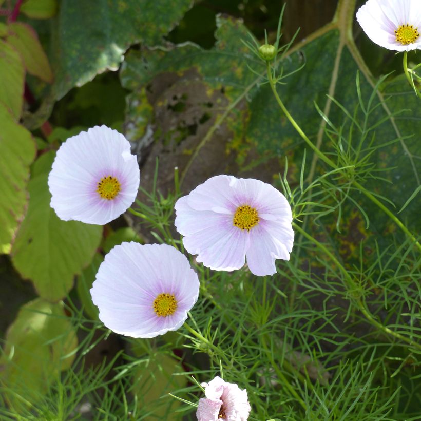 Cosmea Cupcakes Blush biológico em sementes (Floração)