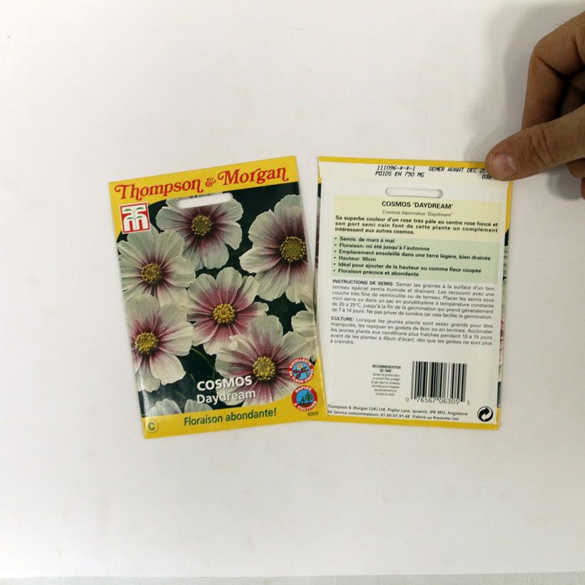 Exemplo de amostra de Graines de Cosmos Sensation Daydream - Cosmos bipinnatus per pack of 36 seeds tal como entregue