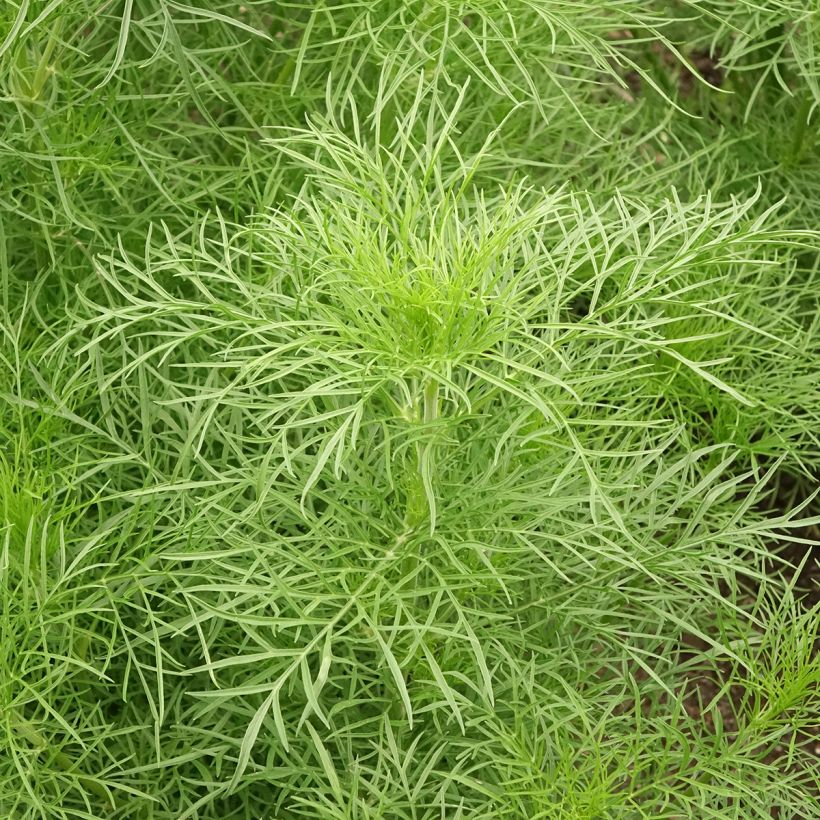 Cosmea Fandango em sementes (Folhagem)