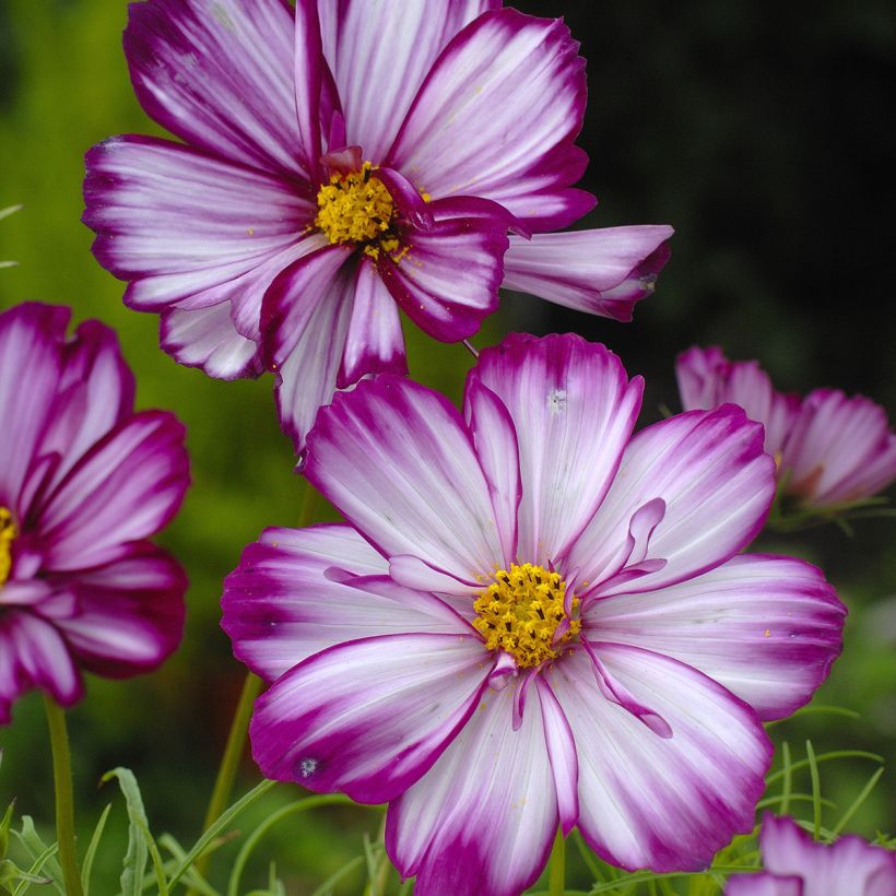 Cosmea Fizzy Pink em sementes (Floração)
