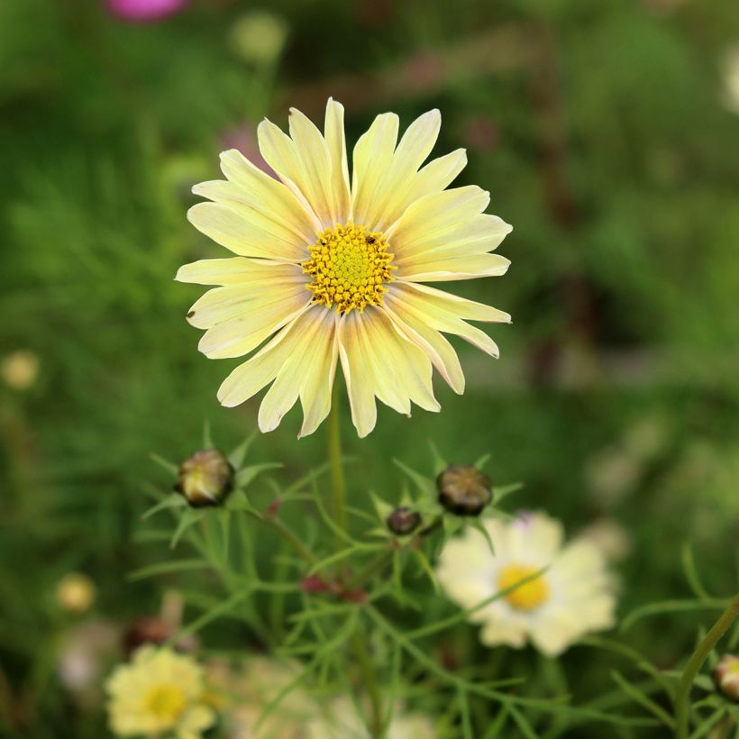 Cosmos Lemonade em sementes (Floração)