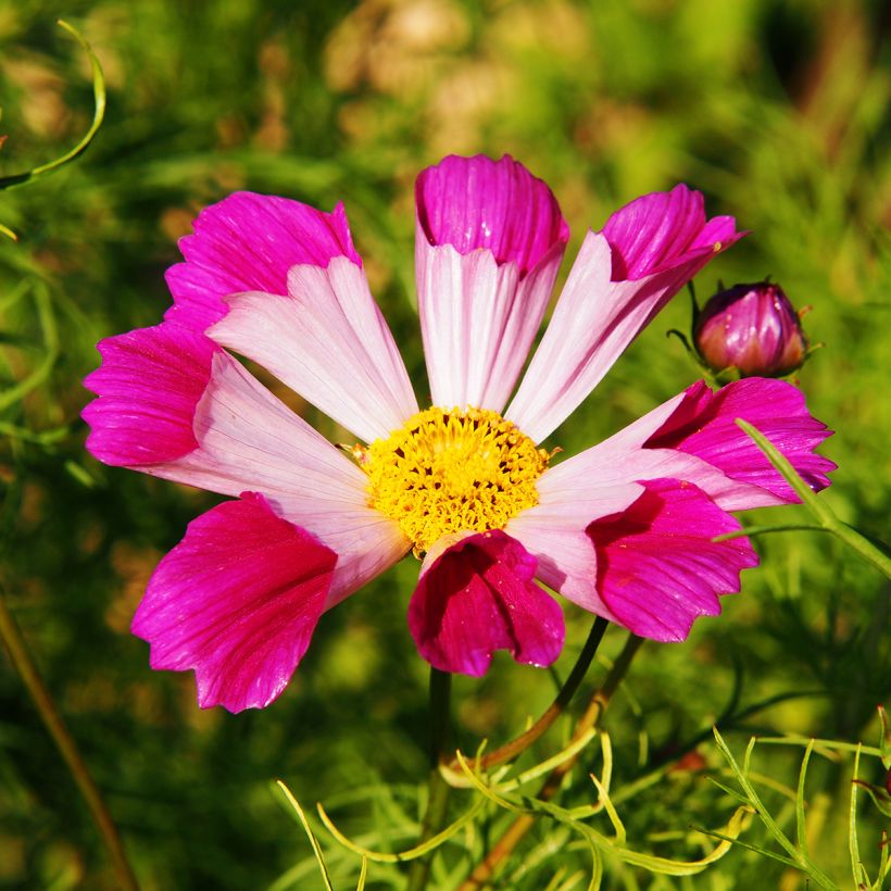 Cosmea Sea Shells em sementes (Floração)