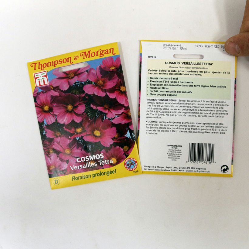 Exemplo de amostra de Graines de Cosmos Versailles Tetra - Cosmos bipinnatus per pack of 60 seeds tal como entregue