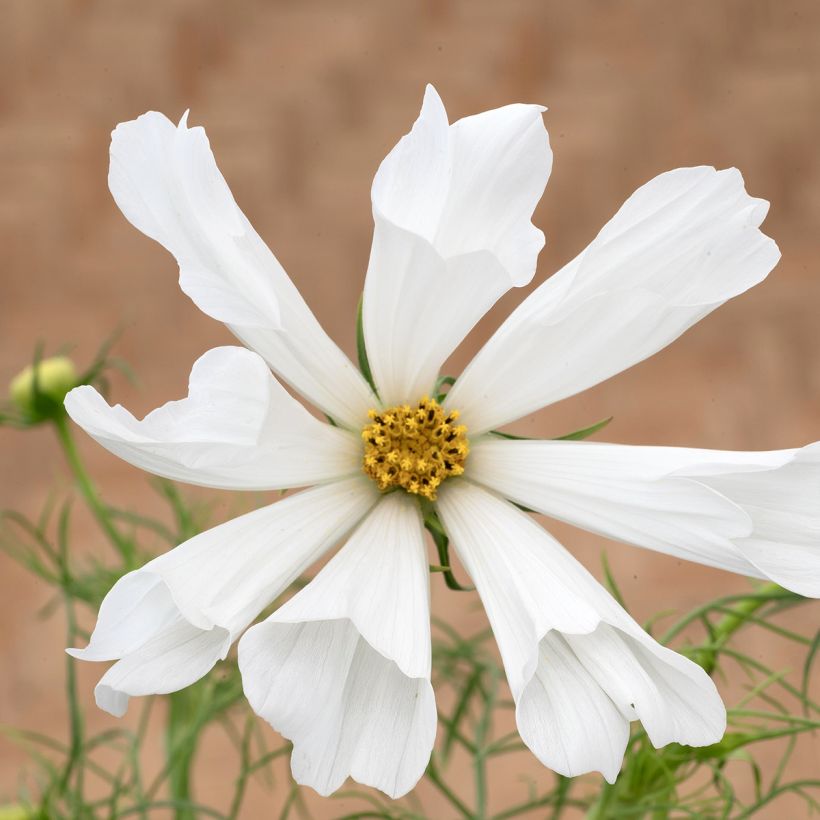 Cosmea Pinwheel Branco em sementes (Floração)
