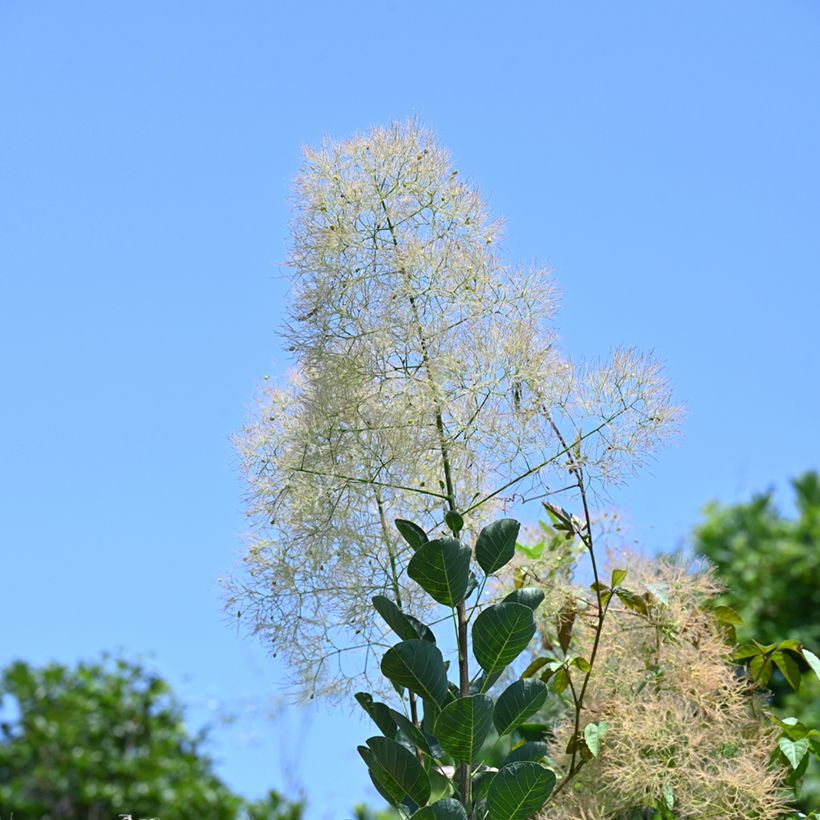 Cotinus coggygria em sementes (Floração)