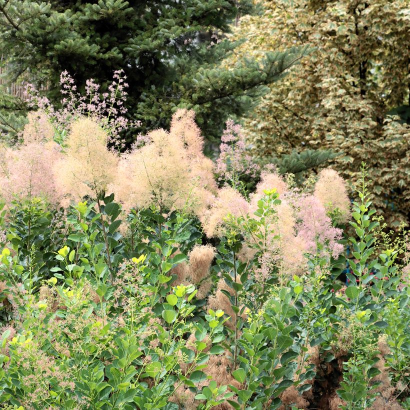 Cotinus coggygria em sementes (Hábito)