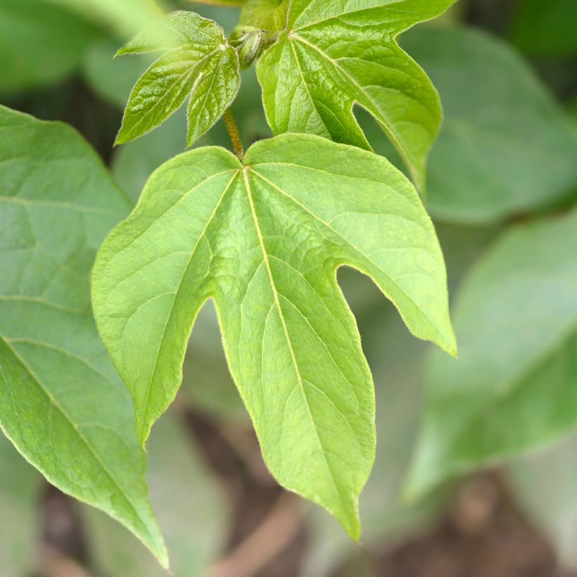 Gossypium herbaceum em sementes (Folhagem)