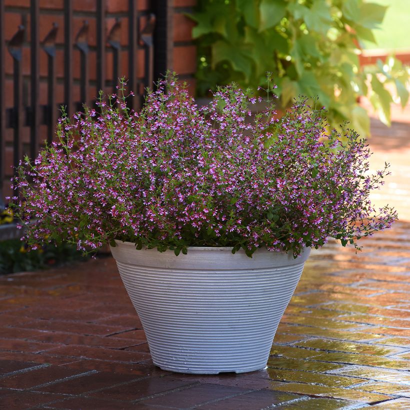 Cuphea ramosissima Pink Shimmer em sementes (Hábito)