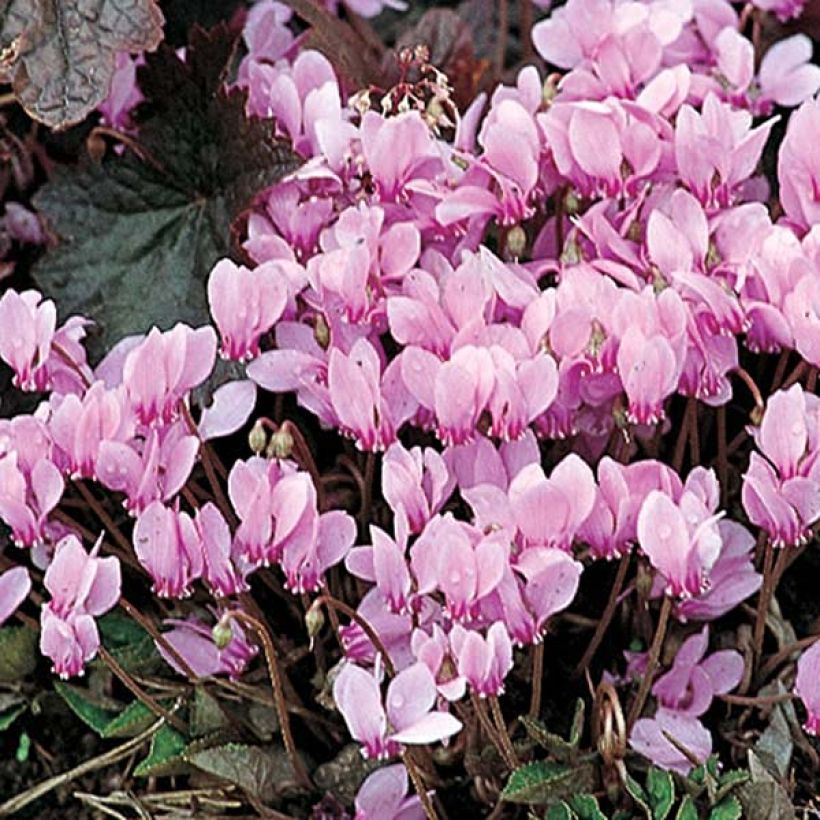 Cyclamen neapolitanum em sementes (Floração)