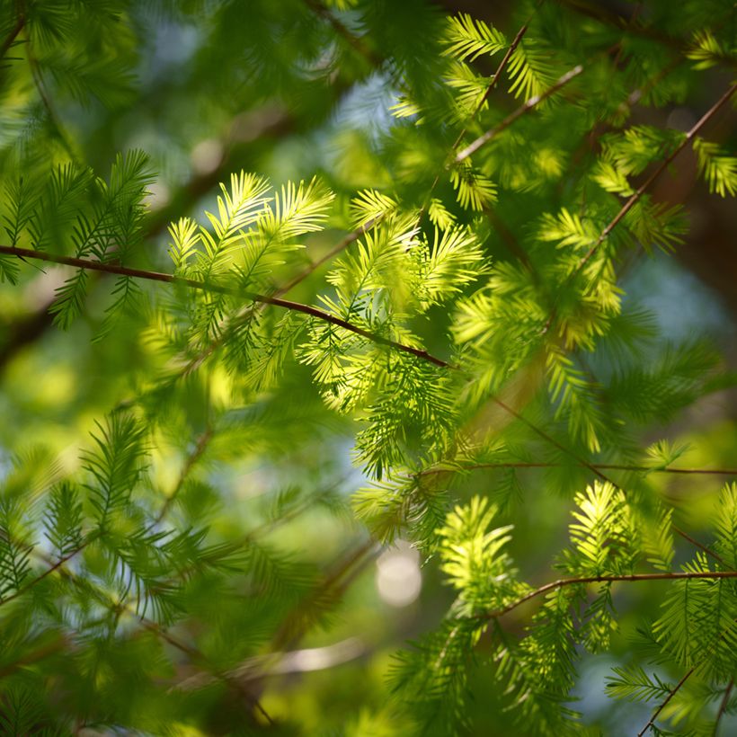 Taxodium distichum em sementes (Floração)