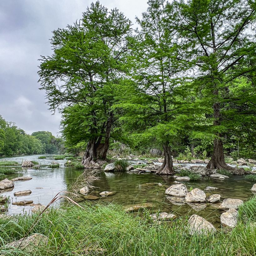 Taxodium distichum em sementes (Hábito)