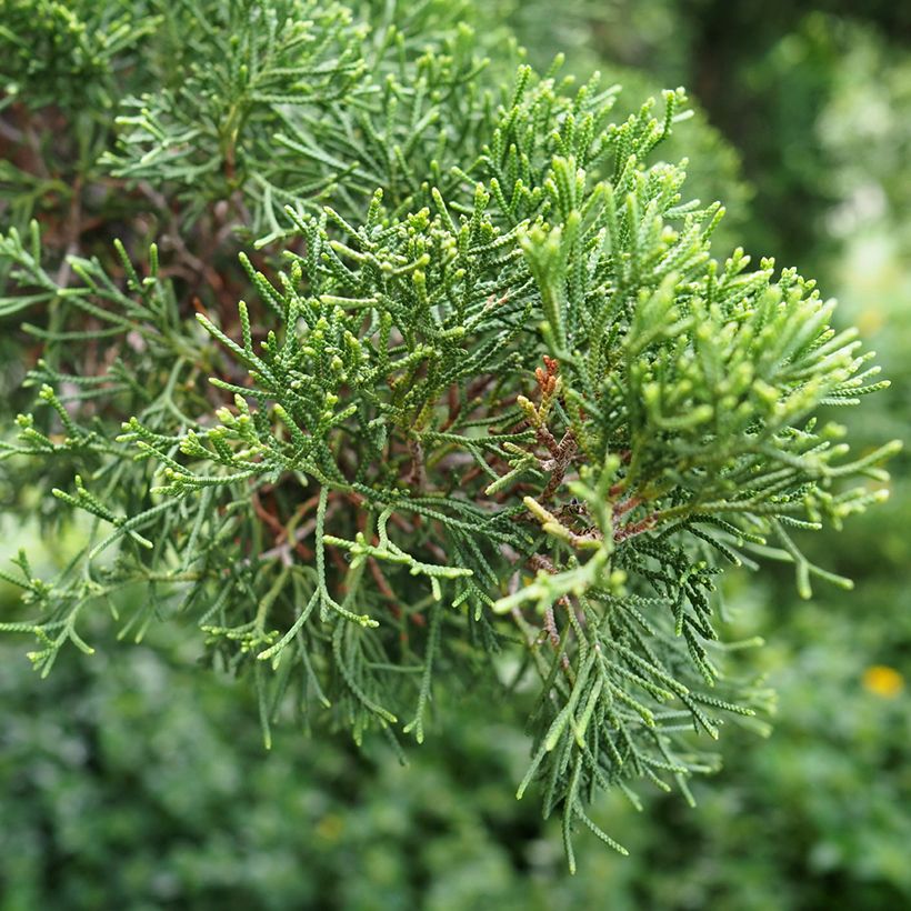 Cupressus sempervirens em sementes (Folhagem)