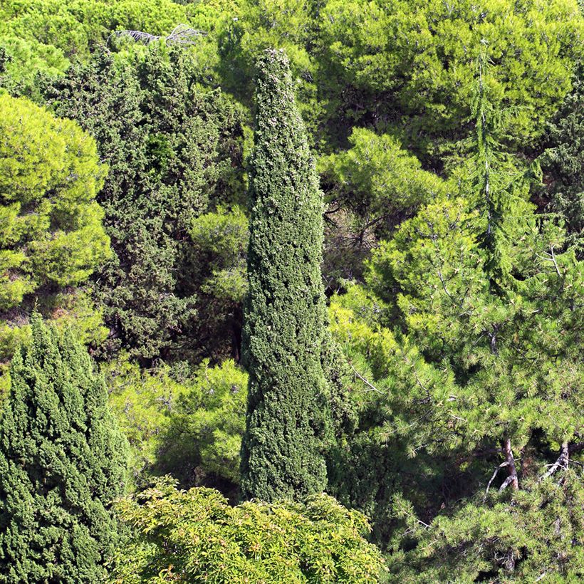 Cupressus sempervirens em sementes (Hábito)