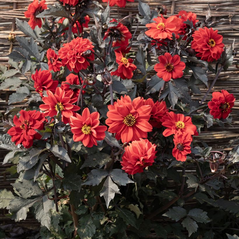 Dahlia pinnata Black Forest Ruby em sementes (Floração)