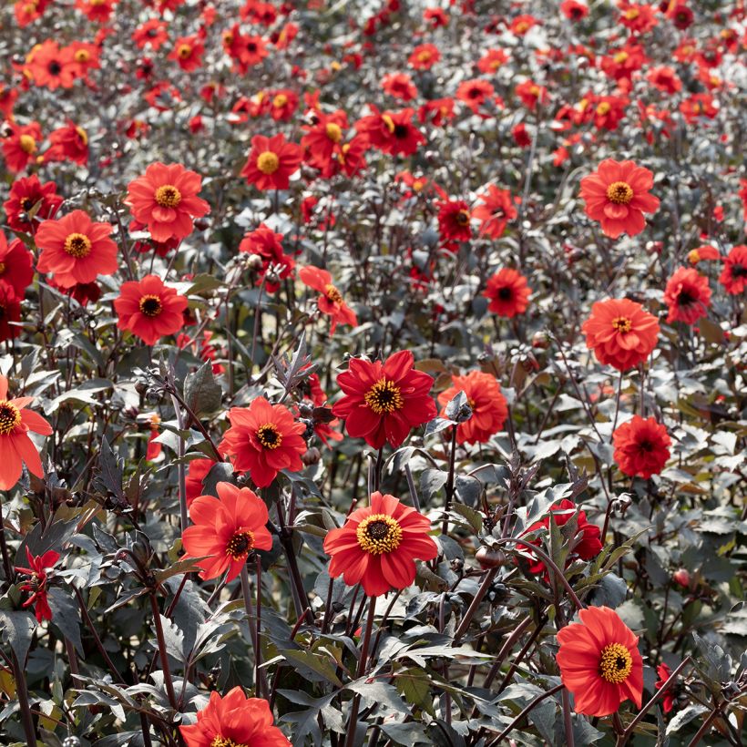 Dahlia pinnata Black Forest Ruby em sementes (Hábito)