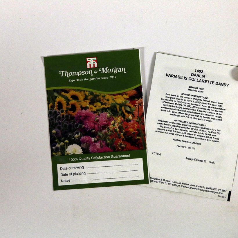 Exemplo de amostra de Graines de Dahlia nain Collarette Dandy en mélange per pack of 55 seeds tal como entregue