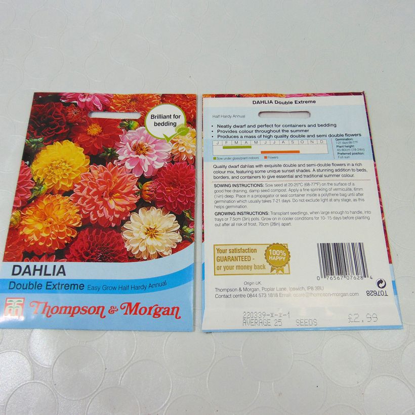 Exemplo de amostra de Graines de Dahlia nain Double Extreme en mélange per pack of 50 seeds (0,5g) tal como entregue
