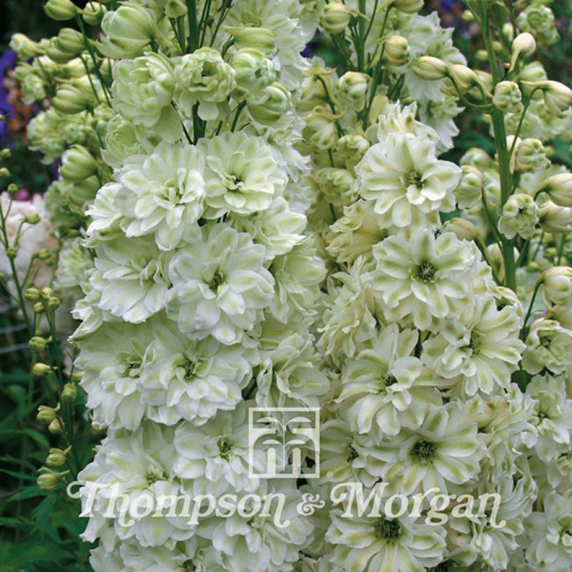 Delphinium Green Twist em sementes (Floração)