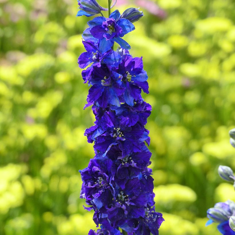 Delphinium consolida Dark Blue em sementes (Floração)