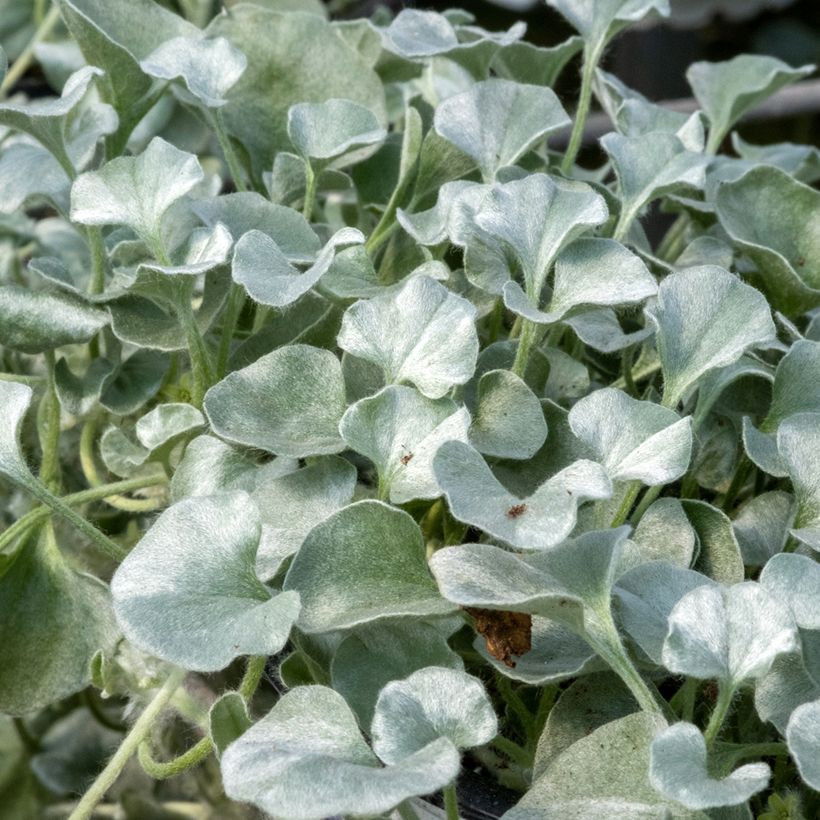 Dichondra argentea Silver Falls em sementes (Folhagem)