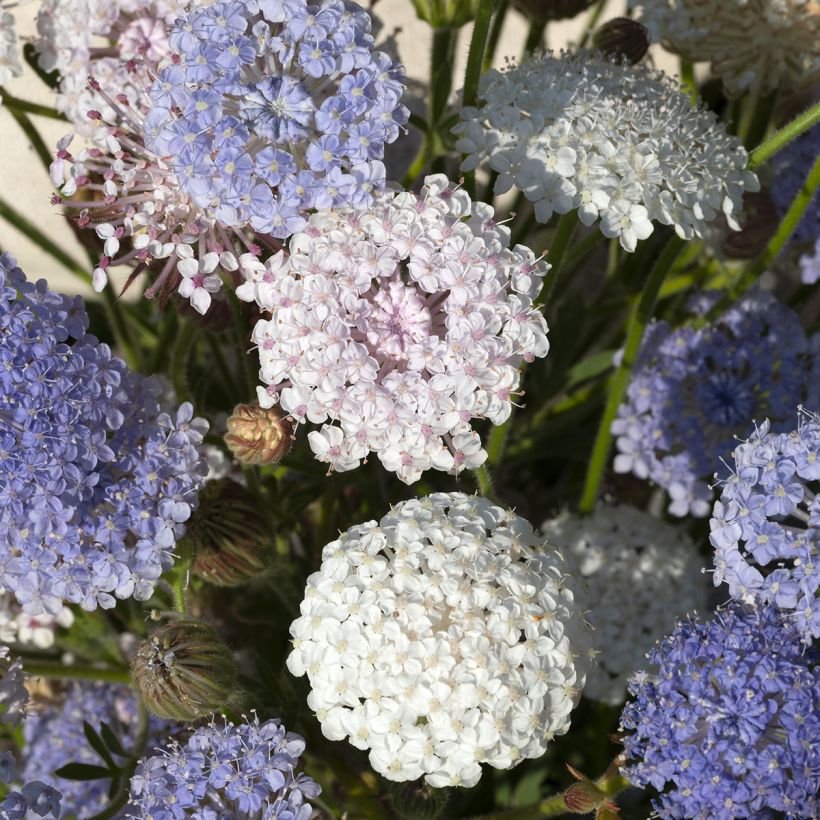 Trachymene coerulea Lace Heavenly Umbels em sementes (Floração)