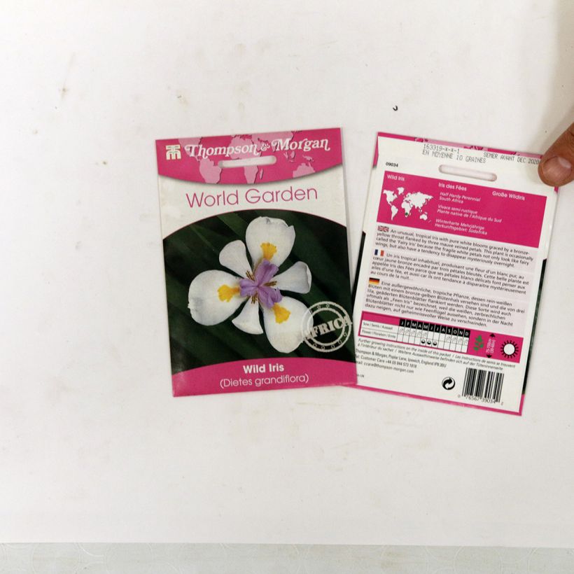 Exemplo de amostra de Graines de Dietes grandiflora - Iris des Fées die Tüte mit 10 Samen tal como entregue