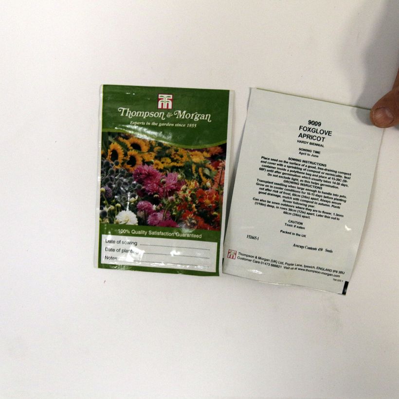 Exemplo de amostra de Graines de Digitale Apricot  - Digitalis purpurea per pack of 2550 seeds (0,3g) tal como entregue