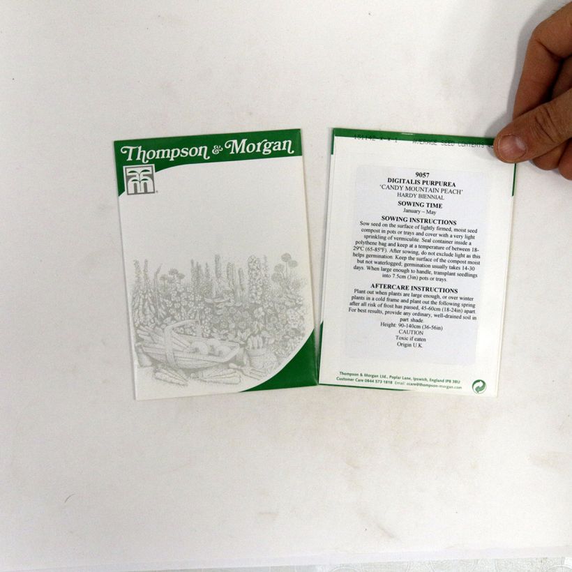 Exemplo de amostra de Graines de Digitale Candy Mountain Peach  - Digitalis purpurea per pack of 40 seeds tal como entregue