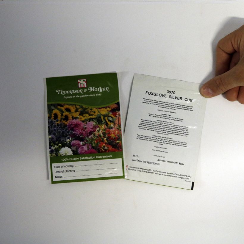 Exemplo de amostra de Graines de Digitale Silver Club per pack of 100 seeds tal como entregue