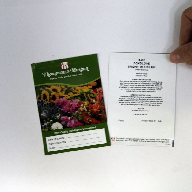 Exemplo de amostra de Graines de Digitale Snowy Mountain - Digitalis purpurea per pack of 40 seeds tal como entregue