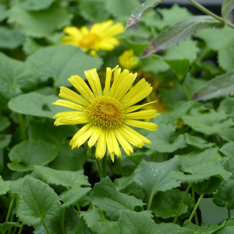 Doronicum caucasicum Little Leo em sementes (Floração)