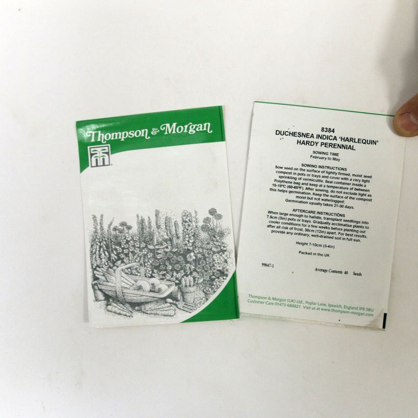 Exemplo de amostra de Graines de Duchesnea indica Harlequin - Fraisier des Indes  per pack of 40 seeds tal como entregue