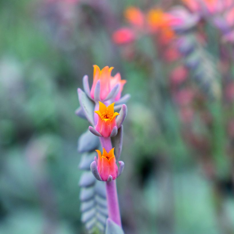 Echeveria peacockii Urban Orange em sementes (Floração)