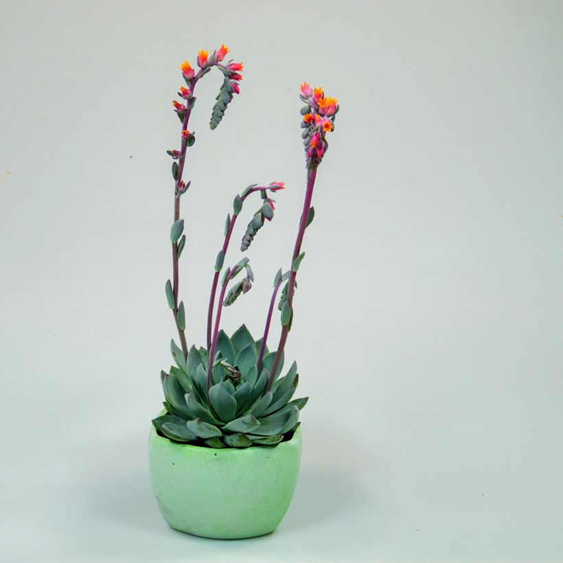 Echeveria peacockii Urban Orange em sementes (Hábito)