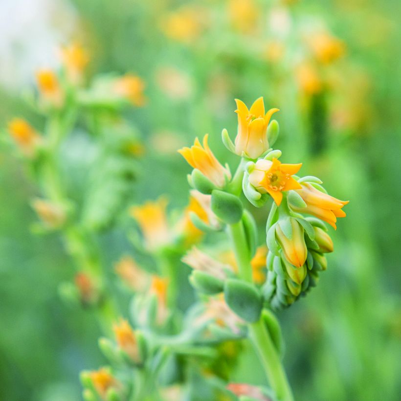Echeveria peacockii Urban Yellow em sementes (Floração)