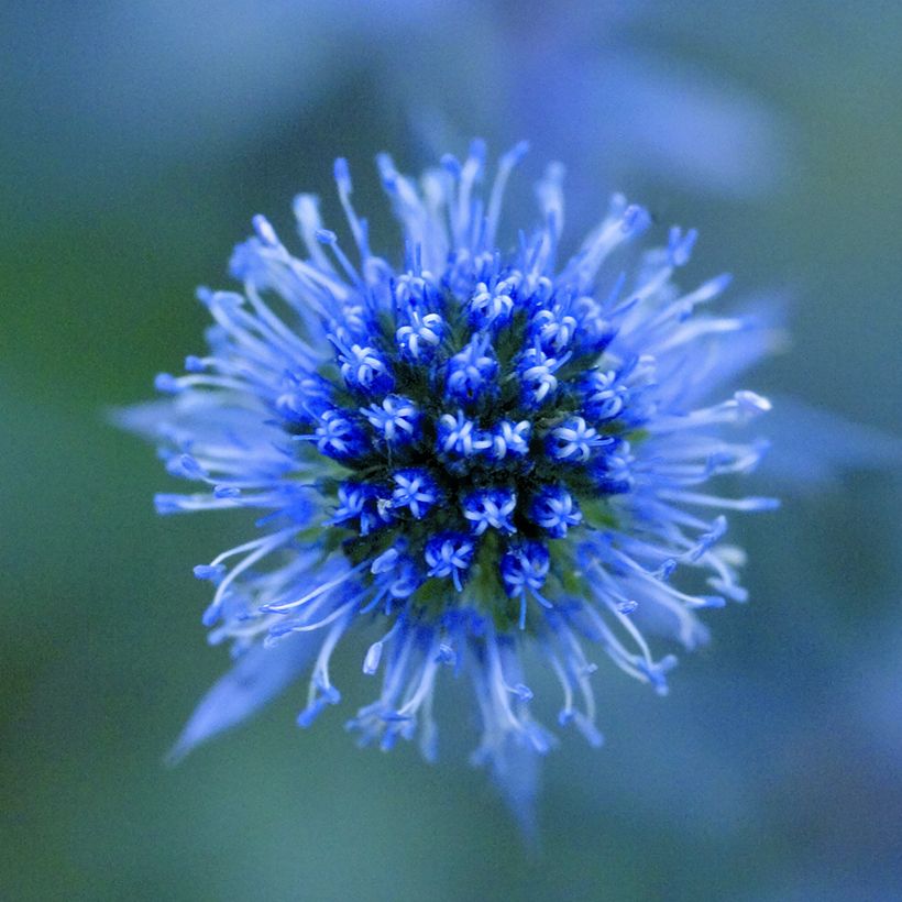 Cardo azul Blue Glitter - Eryngium planum (Floração)